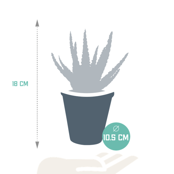 Aloe Zebrina Dannyz – Ø10,5cm Zimmerpflanze im mediterranen Terrakotta – Topf – Sukkulente mit sternförmigen Blättern & orangefarbenen Akzenten – Plant