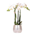 Phalaenopsis Orchidee Amabilis Weiß – inkl. Elite Keramiktopf Silber – Zimmerpflanze ca. 35cm – Edle Orchidee mit 2-3 Blütenstielen – Plant