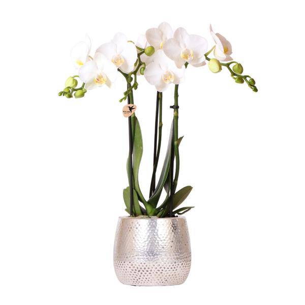 Phalaenopsis Orchidee Amabilis Weiß – inkl. Elite Keramiktopf Silber – Zimmerpflanze ca. 35cm – Edle Orchidee mit 2-3 Blütenstielen – Plant
