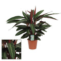 Blumentopf Korb Ø17cm ↕65cm – moderner Pflanztopf für Zimmerpflanzen, Sukkulenten, Kakteen & Kräuter – Plant
