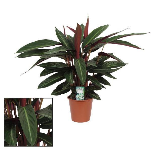 Blumentopf Korb Ø17cm ↕65cm – moderner Pflanztopf für Zimmerpflanzen, Sukkulenten, Kakteen & Kräuter – Plant