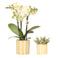 Orchidee Mexico Gelb und Sukkulente im Painted Stripe Ziertopf Gelb Ø9cm & Ø6cm – Pflanzenset – Zimmerpflanzen im modernen Design – Plant