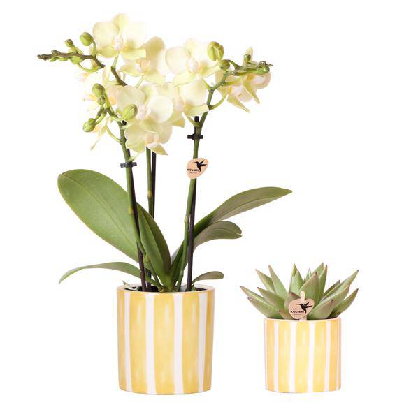 Orchidee Mexico Gelb und Sukkulente im Painted Stripe Ziertopf Gelb Ø9cm & Ø6cm – Pflanzenset – Zimmerpflanzen im modernen Design – Plant