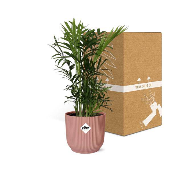 Mexikanische Bergpalme – Chamaedorea Elegans – elegante Zimmerpflanze – pflegeleicht & luftreinigend – Ø14cm Topf – mit Vibes Fold Rosa Übertopf – Plant