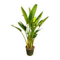 Baum – Strelitzie – Strelitzia Augusta mehrstämmig XXL – 225cm – Ø40cm – Weißer Paradiesvogel