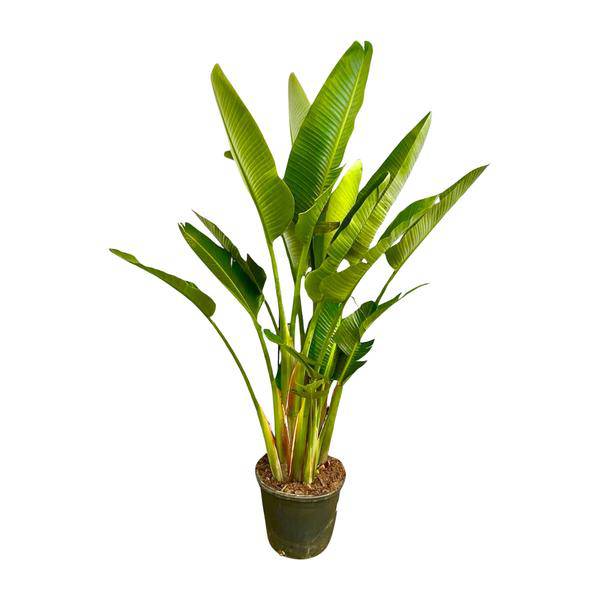 Baum – Strelitzie – Strelitzia Augusta mehrstämmig XXL – 225cm – Ø40cm – Weißer Paradiesvogel