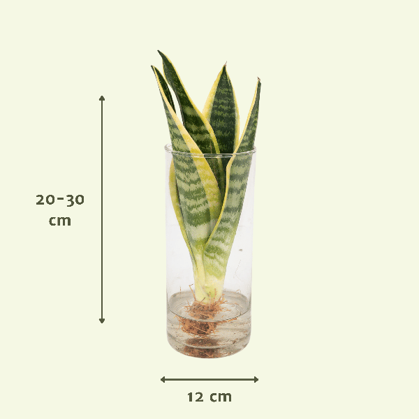 Sansevieria im Glaszylinder – Ø12cm – ↕30cm – Pflegeleichte Zimmerpflanze im dekorativen Glasgefäß – Luftreinigend & robust – Plant