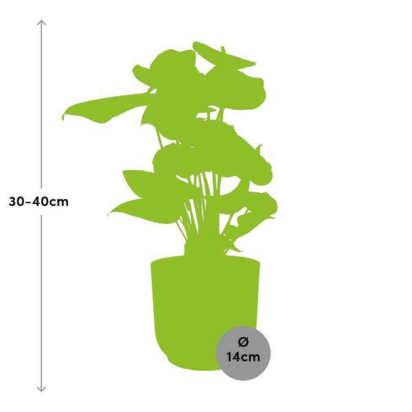 Flamingoblume Anthurium Rot Zimmerpflanze Ø14cm – pflegeleichte Grünpflanze für Wohnzimmer, Büro & helle Standorte kaufen – Plant