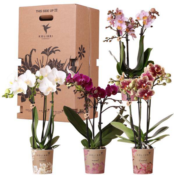 Orchideen Überraschungsbox – 4 Pflanzen Ø9cm – Frische Phalaenopsis Orchideen direkt vom Züchter – Pflegeleichte Zimmerpflanzen – Plant