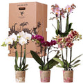 Orchideen Überraschungsbox – 4 Pflanzen Ø9cm – Frische Phalaenopsis Orchideen direkt vom Züchter – Pflegeleichte Zimmerpflanzen – Plant
