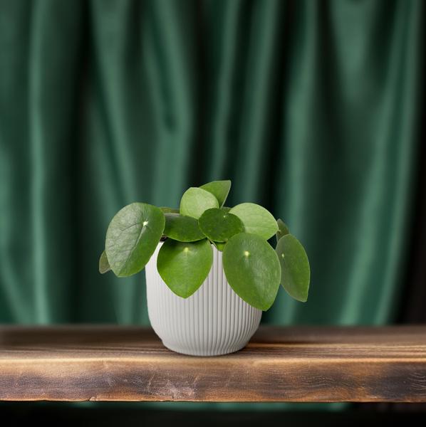 Chinesischer Geldbaum – Pilea Peperomiodes (Aluminium – Pflanze) – Zimmerpflanze – Ø12cm – 20cm hoch – Halbschatten – Luftreinigend – Pflegeleicht – Plant