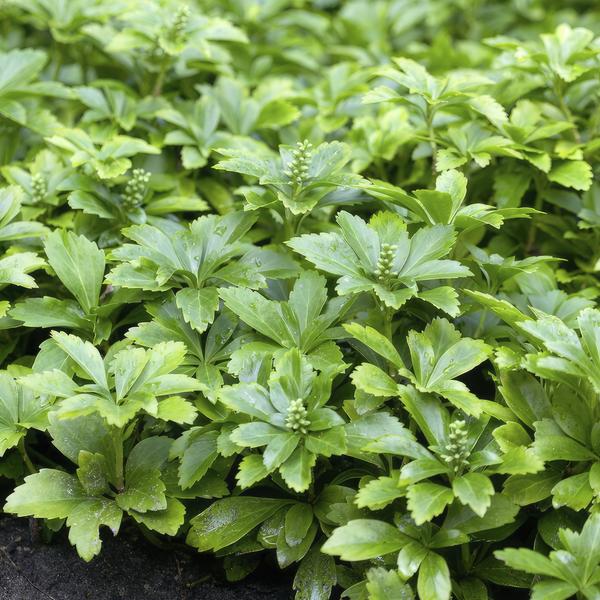 Pachysandra terminalis 'Green Carpet' – Schattengrün – Immergrüner Bodendecker – Weiße Blüten – Halbschatten – Pflegeleicht – Plant
