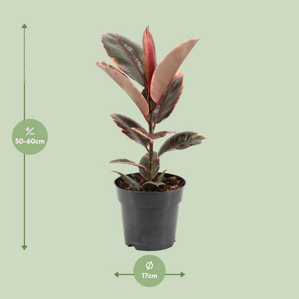 Gummibaum – Ficus Elastica Belize – Ø17cm – ↕55cm – Elegante Zimmerpflanze mit dekorativem Blattwerk – Pflegeleicht & luftreinigend – Plant