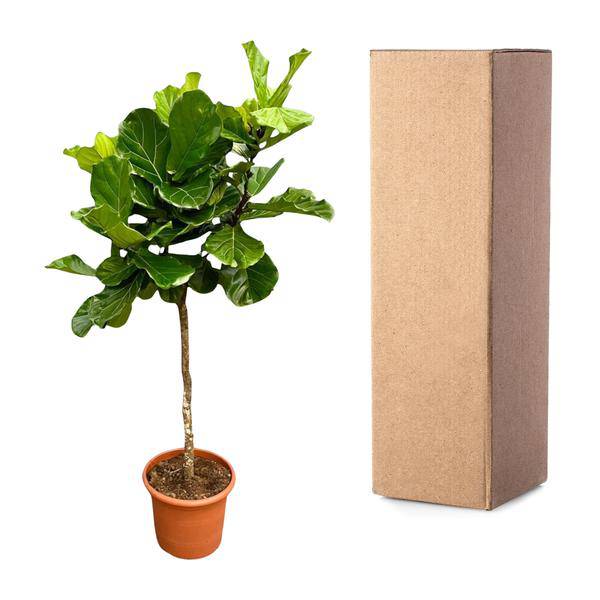 Geigen – Feige – Ficus Lyrata – Zimmerpflanze 210cm – Ø40cm – XXL – Designpflanze mit großen geigenförmigen Blättern – Pflegeleicht – Plant