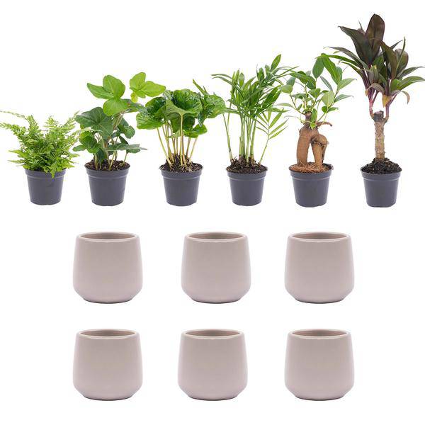 Zimmerpflanzen Set 6 Pflanzen mit Keramiktöpfen Ø8cm – pflegeleichtes Pflanzen Set für Urban Jungle, Fensterbank, Wohnzimmer & Büro – Plant