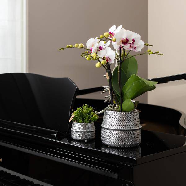 Groove Blumentopf – Goldener Keramiktopf – Ø12cm – Dekorativer Ziertopf mit markantem Rillenmuster – Mattes Finish – Für Zimmerpflanzen & Orchideen – Plant