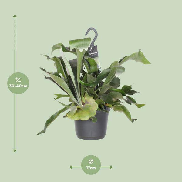 Geweihfarn Platycerium Netherlands Zimmerpflanze Ø17cm ↕30cm – pflegeleichte Grünpflanze für Wohnzimmer, Büro & helle Standorte kaufen – Plant