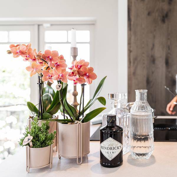 Phalaenopsis Orchideen Orange Zimmerpflanze Ø9cm – blühende Orchidee für Wohnzimmer, Büro & helle Standorte kaufen – Plant