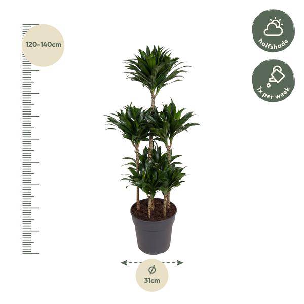 Drachenbaum – Dracaena Compacta Karussell 130cm – Ø31cm – Zimmerpflanze mit dunkelgrünen glänzenden Blättern – Plant