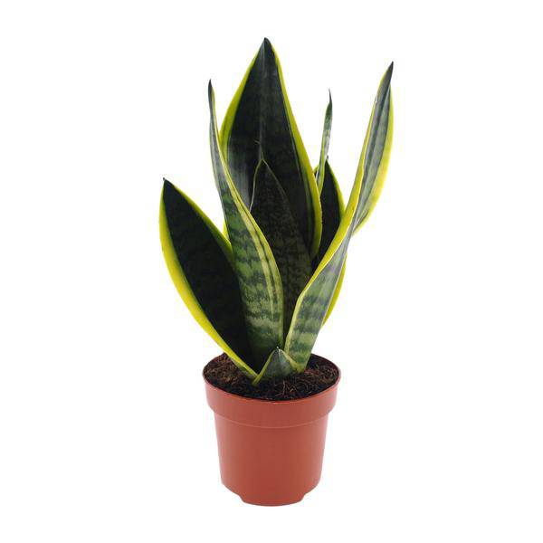 Bogenhanf – Sansevieria Futura Superba – Zimmerpflanze – Ø12cm – ↕30cm – pflegeleichte Schwiegermutterzunge mit dekorativen Blättern – Plant