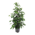 Birkenfeige – Ficus benjamina Danielle – Ø21cm – ca. 95–105cm hoch – Zimmerpflanze mit glänzend grünen Blättern – Pflegeleichte & luftreinigende Grünpflanze – Plant