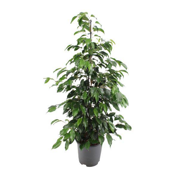 Birkenfeige – Ficus benjamina Danielle – Ø21cm – ca. 95–105cm hoch – Zimmerpflanze mit glänzend grünen Blättern – Pflegeleichte & luftreinigende Grünpflanze – Plant