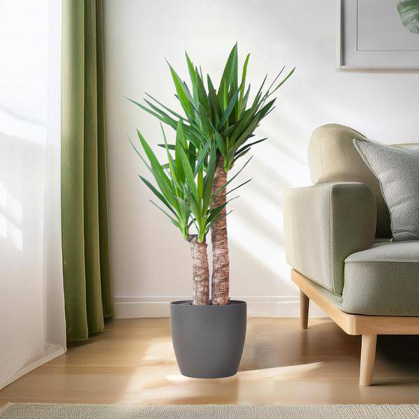 Yucca Elephantipes – Riesen – Palmlilie – Zimmerpflanze – ca. 90cm hoch – Ø21cm – In Übertopf Viber Schwarz – Pflegeleicht & nachhaltig – Plant