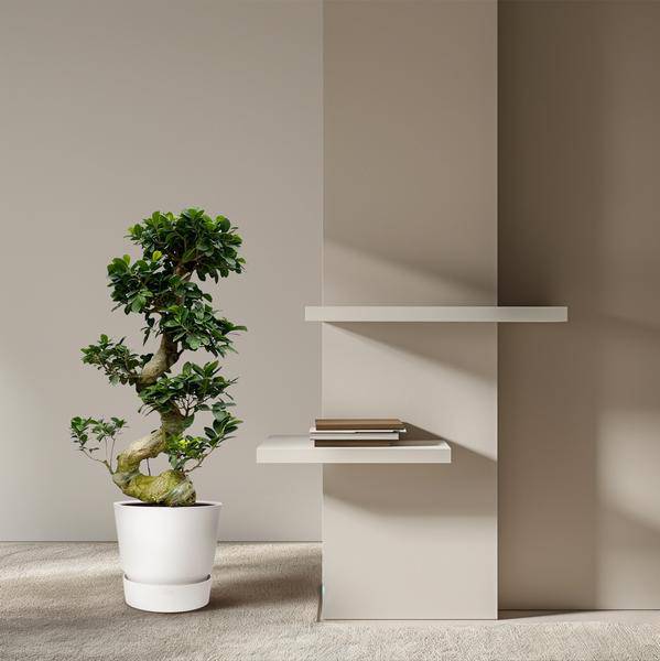 Chinesische Feige – Ficus Microcarpa Ginseng – Zimmerbonsai ca. 80cm hoch – Ø27cm – Bonsai – Baum für Wohnzimmer, Büro & Wintergarten – Plant