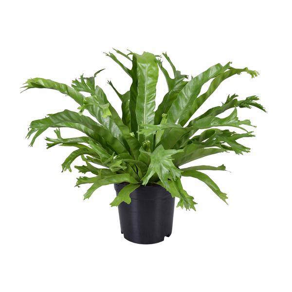 Nestfarn Asplenium Nidus Crissie Zimmerpflanze Ø17cm ↕40cm – pflegeleichte Grünpflanze für Wohnzimmer, Büro & helle Standorte kaufen – Plant