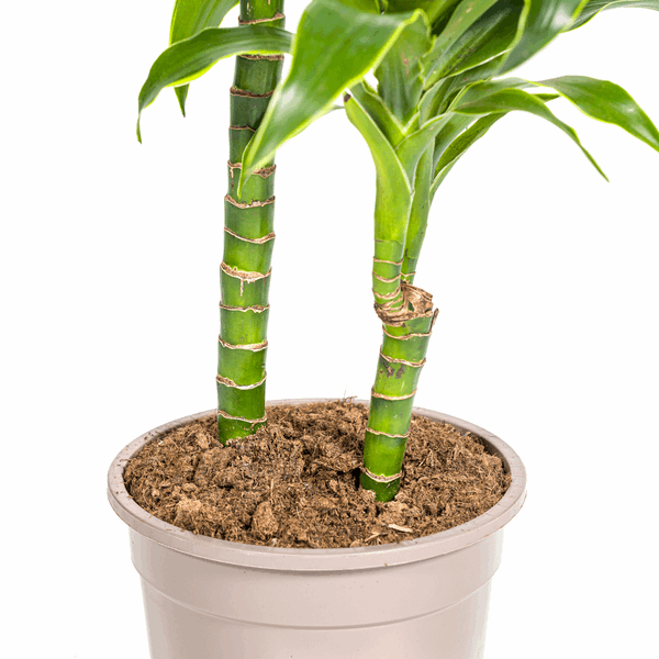 Dracaena deremensis ‘Dorado’ – Drachenbaum – Zimmerpflanze Ø19cm – 70–90cm hoch – Pflegeleichte Grünpflanze mit dunkelgrünen Blättern & gelbem Rand – Luftreinigend – Plant