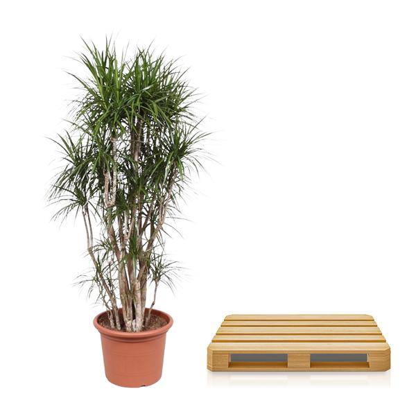 Drachenbaum Dracaena Marginata – 220cm hoch – Ø40cm – Exotische Zimmerpflanze mit grünen Blättern & roten Rändern – pflegeleicht – für Zimmer & Büro – Plant