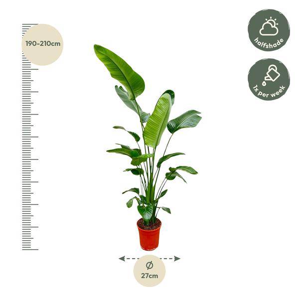 Baum – Strelitzie – Strelitzia Nicolai – Zimmerpflanze 190cm – Ø27cm – Weißer Paradiesvogel mit großen grünen Blättern – Plant