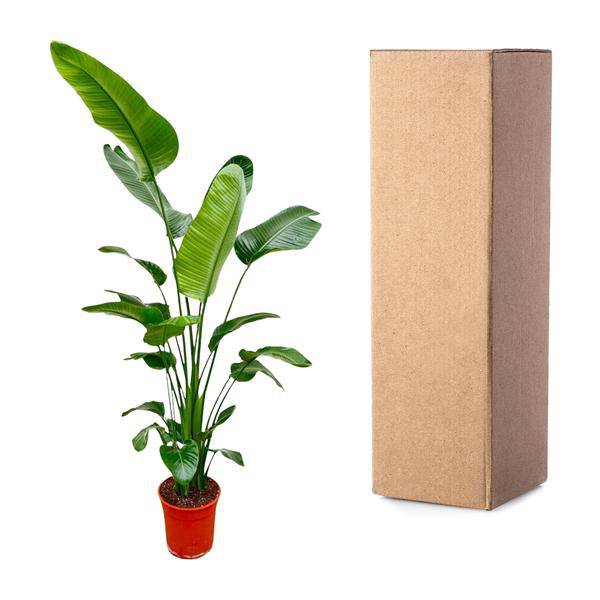 Baum – Strelitzie – Strelitzia Nicolai – Zimmerpflanze 190cm – Ø27cm – Weißer Paradiesvogel mit großen grünen Blättern – Plant