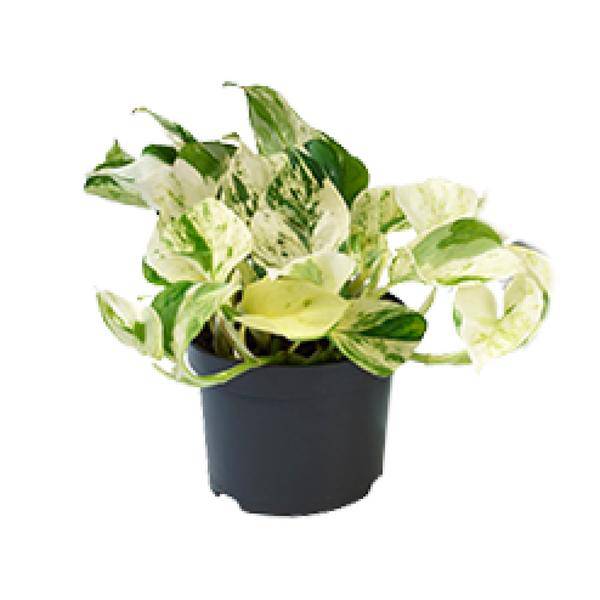 Weiß – bunte Efeutute – Epipremnum 'Happy Leaf' – Ø12cm x H15cm – Panaschierte Zimmerpflanze – Pflegeleicht – Für Halbschatten – Im Pflanztopf – Plant