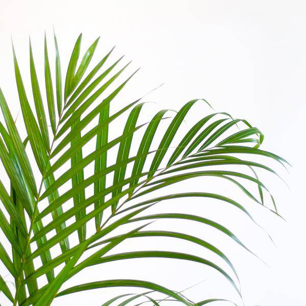 Areca – Palme Dypsis Goldfruchtpalme – Zimmerpflanze ↕100cm Ø21cm – Mit Viber Topf Weiß – Luftreinigende Tropenpflanze für Wohnzimmer & Büro – Plant