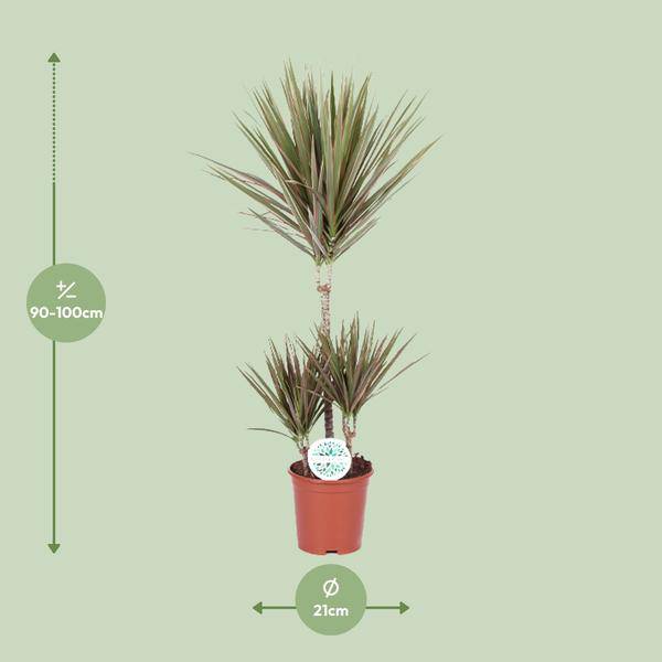 Drachenbaum Dracaena Bicolor Zimmerpflanze Ø21cm ↕95cm – pflegeleichte Grünpflanze für Wohnzimmer, Büro & helle Standorte kaufen – Plant