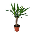 Palmlilie – Yucca – Zimmerpflanze – Ø14cm – ca. 60cm hoch – pflegeleichte Wüstenpflanze – dekorative Yucca Palme mit luftreinigenden Eigenschaften – Plant