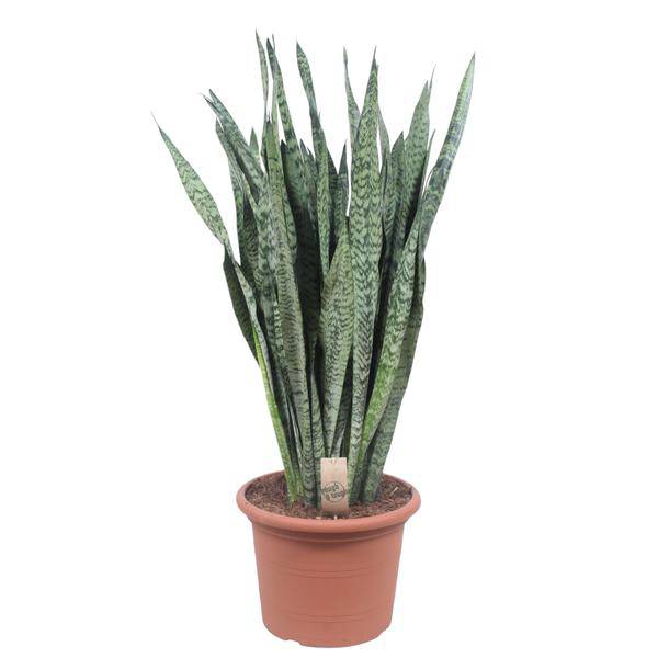 Ceylon – Bogenhanf – Sansevieria Zeylenica – Zimmerpflanze 110cm – Ø35cm – Pflegeleichte Grünpflanze für Wohnzimmer, Büro & Schlafzimmer – Plant