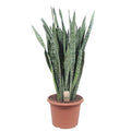 Ceylon – Bogenhanf – Sansevieria Zeylenica – Zimmerpflanze 110cm – Ø35cm – Pflegeleichte Grünpflanze für Wohnzimmer, Büro & Schlafzimmer – Plant
