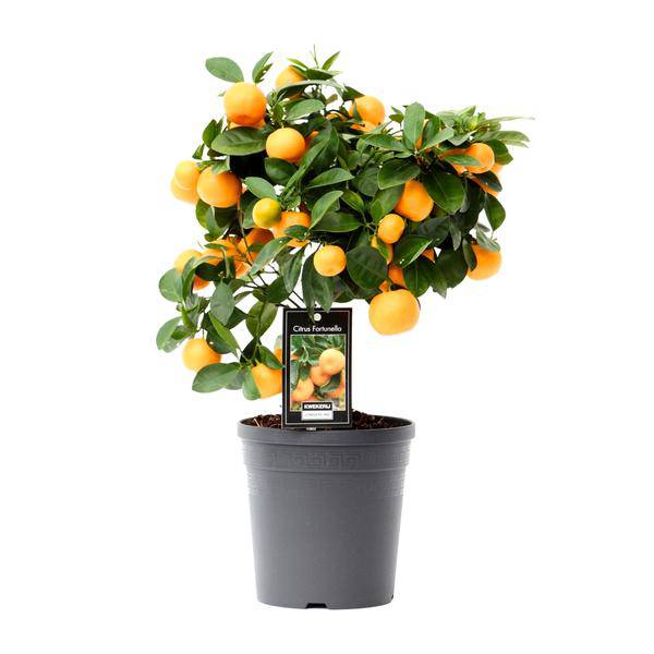 Orangenbaum Citrus Calamondin Zimmerpflanze Ø15cm ↕40cm – pflegeleichte Grünpflanze für Wohnzimmer, Büro & helle Standorte kaufen – Plant
