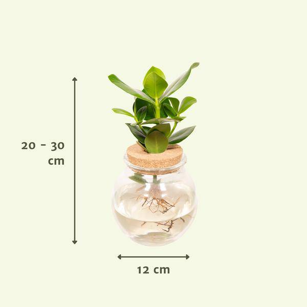 Balsamapfel Clusia Hydroponie – Mischung – Zimmerpflanze im Kugel – Glaskorken – Ø12cm – ca. 30cm hoch – pflegeleicht & wasserbasiert – Plant