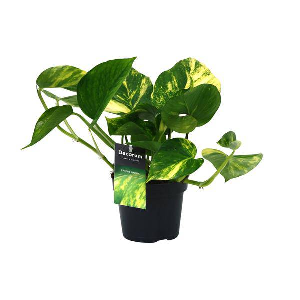 Efeutute Scindapsus Epipremnum Aureum Zimmerpflanze Ø12cm ↕25cm – pflegeleichte Grünpflanze für Wohnzimmer, Büro & helle Standorte kaufen – Plant