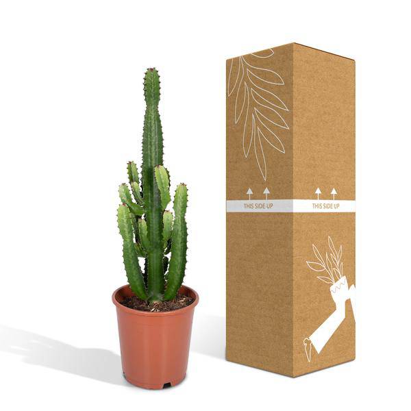Kaktus – Wolfsmilch – Euphorbia Acrurensis (Cowboy – Kaktus) – Zimmerpflanze – Ø24cm ↕60-80cm – Sukkulente – Pflegeleicht – Exotisches Wüstendesign – Plant