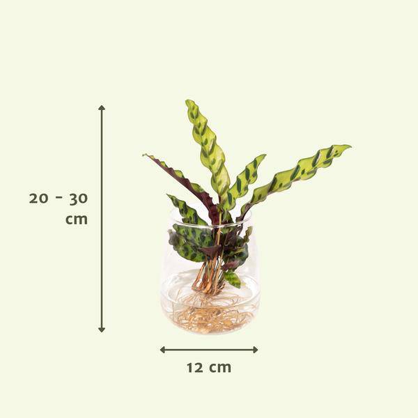 Korbmarante Calathea Insignis – Hydroponische Zimmerpflanze im Kingston – Glas – Ø12cm – 30cm Höhe – grünes dekoratives Laub – Plant