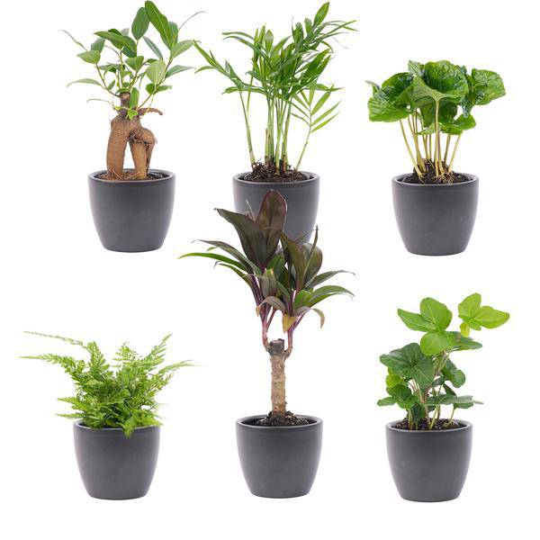 Zimmerpflanzen Set 6 Pflanzen mit Keramiktöpfen – pflegeleichtes Pflanzen Set für Urban Jungle, Fensterbank, Wohnzimmer & Büro – Plant