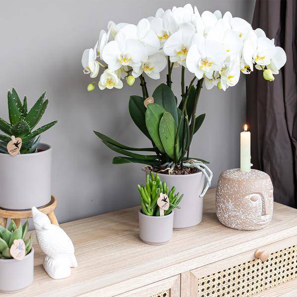 Crassula Hobbit Zimmerpflanze Ø6cm – pflegeleichte Sukkulente für Wohnzimmer, Büro & helle Standorte kaufen – Plant