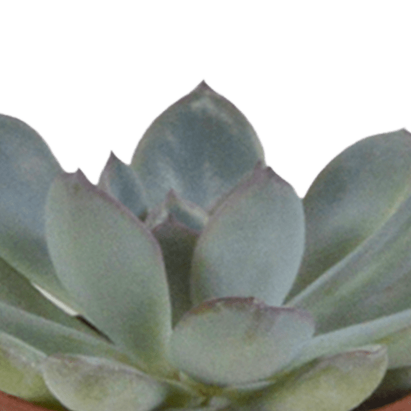 Sukkulenten Mix 5 Pflanzen Ø5,5cm – pflegeleichtes Pflanzen Set für Urban Jungle, Fensterbank, Wohnzimmer & Büro – Plant