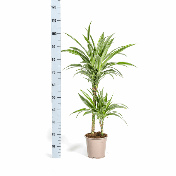 Dracaena Deremensis White Stripe – Drachenbaum – Ø19cm – ↕70-90cm – Elegante Zimmerpflanze mit weißen Blattstreifen – Pflegeleicht & luftreinigend – Plant