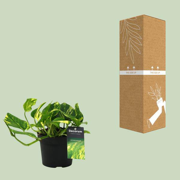 Efeutute Scindapsus Epipremnum N’Joy Gold – Ø12cm – ↕25cm – Pflegeleichte Rankpflanze & luftreinigende Zimmerpflanze – Plant