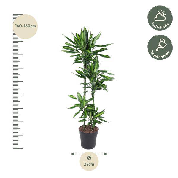 Drachenbaum Zimmerpflanze Ø27cm ↕150cm – pflegeleichte Grünpflanze für Wohnzimmer, Büro & helle Standorte kaufen – Plant